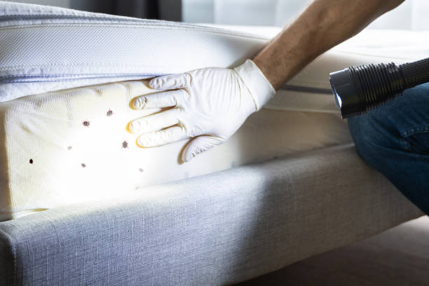 Flea Control Services in Uniontown, OH